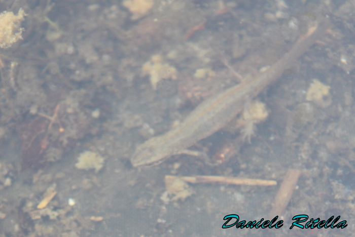 Lissotriton vulgaris meridionalis: reportage fotografico!